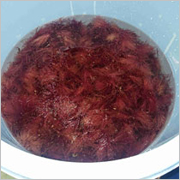 地元佐渡産天草